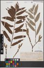 Foto von Salix cinerea L. x Salix viminalis L.